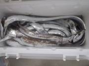 おおせき丸 釣果