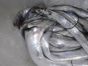 おおせき丸 釣果