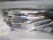 おおせき丸 釣果