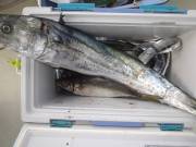 おおせき丸 釣果