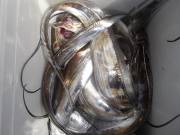 おおせき丸 釣果