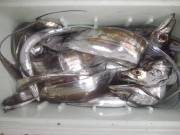 おおせき丸 釣果