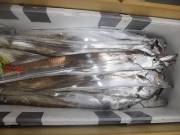 おおせき丸 釣果