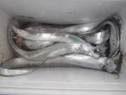 おおせき丸 釣果