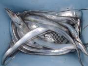 おおせき丸 釣果