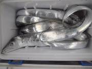 おおせき丸 釣果