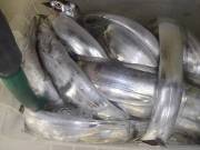 おおせき丸 釣果