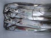 おおせき丸 釣果