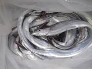 おおせき丸 釣果