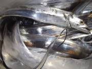 おおせき丸 釣果