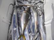 おおせき丸 釣果