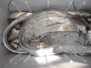 おおせき丸 釣果