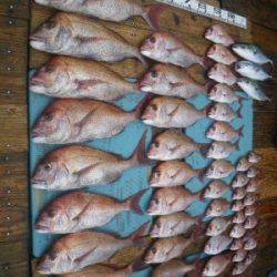 磯部釣船 直栄丸 釣果