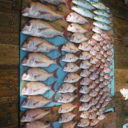 磯部釣船 直栄丸 釣果