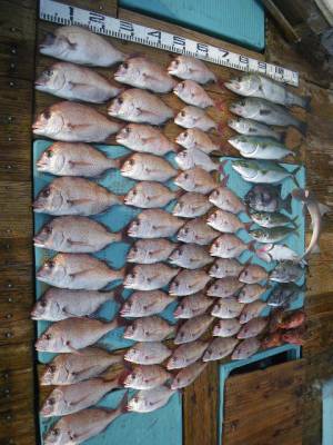 磯部釣船 直栄丸 釣果