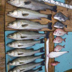 磯部釣船 直栄丸 釣果