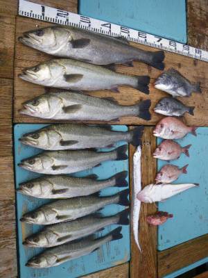 磯部釣船 直栄丸 釣果