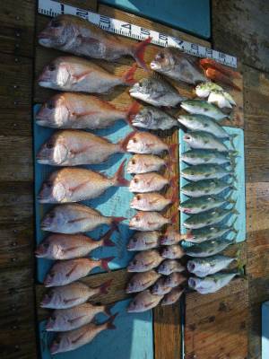 磯部釣船 直栄丸 釣果