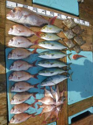 磯部釣船 直栄丸 釣果