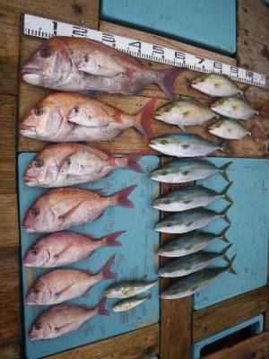 磯部釣船 直栄丸 釣果