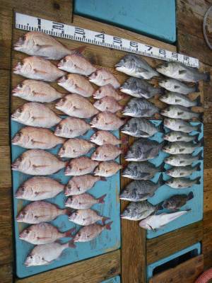 磯部釣船 直栄丸 釣果