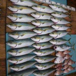 磯部釣船 直栄丸 釣果