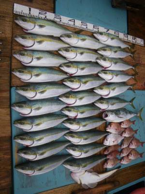 磯部釣船 直栄丸 釣果