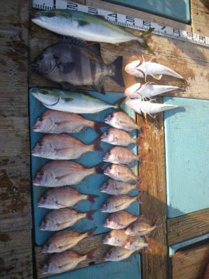 磯部釣船 直栄丸 釣果