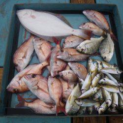 磯部釣船 直栄丸 釣果