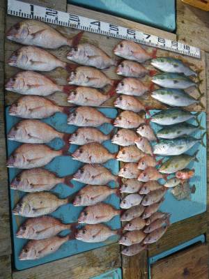 磯部釣船 直栄丸 釣果