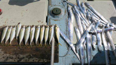 はらまる 釣果
