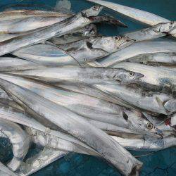 アジアマリンサービス 釣果