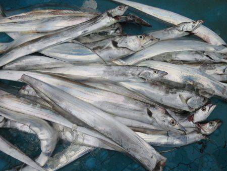 アジアマリンサービス 釣果