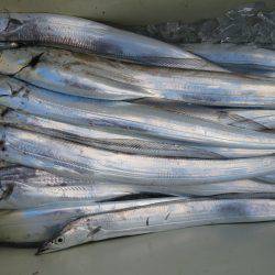 アジアマリンサービス 釣果