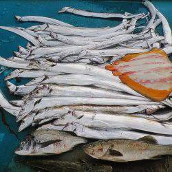 アジアマリンサービス 釣果