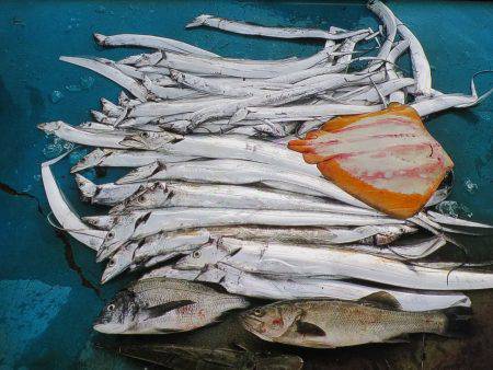 アジアマリンサービス 釣果