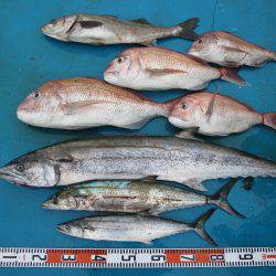 アジアマリンサービス 釣果