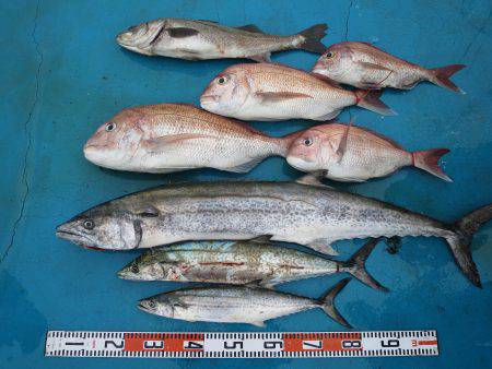 アジアマリンサービス 釣果