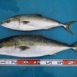 アジアマリンサービス 釣果