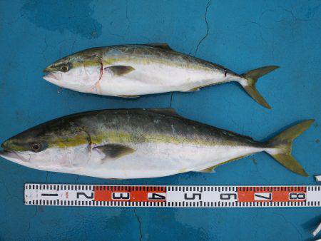 アジアマリンサービス 釣果