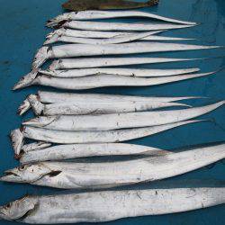 アジアマリンサービス 釣果