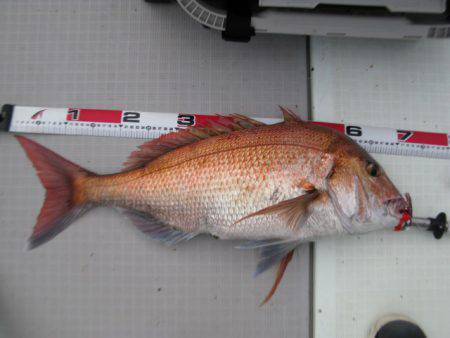 Aquanaut(アクアノート) 釣果