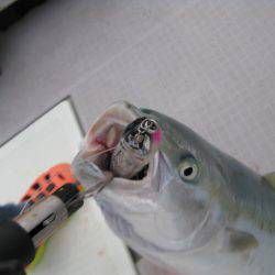 Aquanaut（アクアノート） 釣果