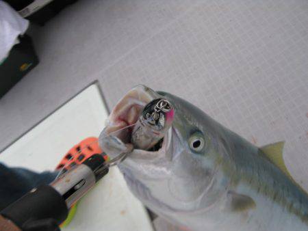 Aquanaut（アクアノート） 釣果