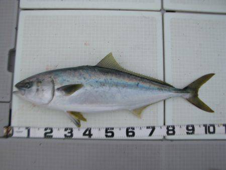 Aquanaut（アクアノート） 釣果