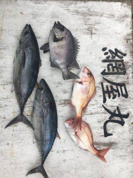 網屋丸 釣果
