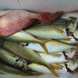 フィッシングガイド とちぎ 釣果