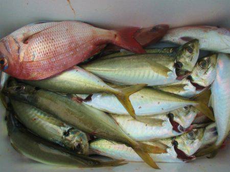 フィッシングガイド とちぎ 釣果