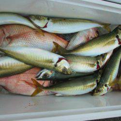 フィッシングガイド とちぎ 釣果