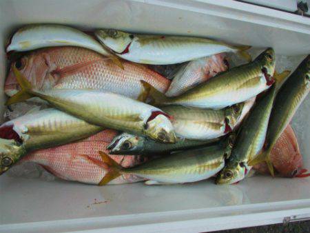 フィッシングガイド とちぎ 釣果